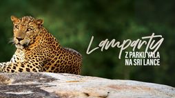 Lamparty z Parku Yala na Sri Lance