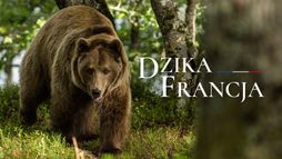 Dzika Francja