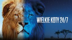 Wielkie koty 24/7
