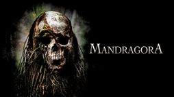 Mandragora