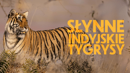 Słynne indyjskie tygrysy