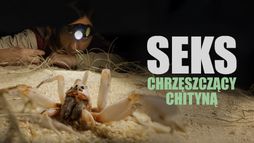 Seks chrzęszczący chityną