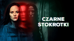 Czarne stokrotki