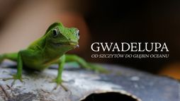 Gwadelupa. Od szczytów do głębin oceanu