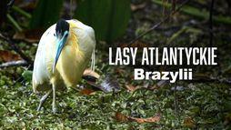 Lasy atlantyckie Brazylii