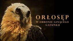 Orłosęp. W obronie ginącego gatunku