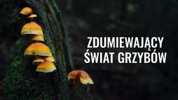 Zdumiewający świat grzybów