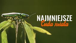 Najmniejsze cuda świata