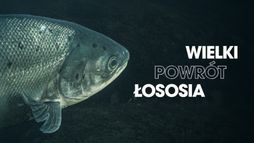 Wielki powrót łososia