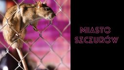 Miasto szczurów
