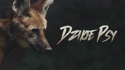 Dzikie Psy