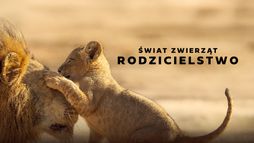 Świat zwierząt - rodzicielstwo
