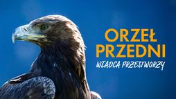 Orzeł przedni. Władca przestworzy