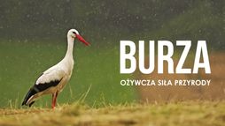 Burza. Ożywcza siła przyrody