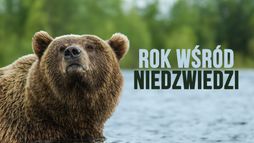 Rok wśród niedźwiedzi