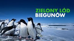 Zielony lód biegunów