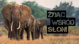 Żyjąc wśród słoni