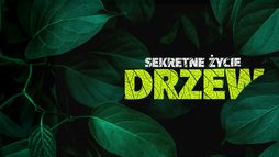 Sekretne życie drzew