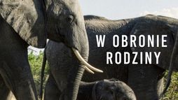 W obronie rodziny