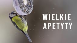 Wielkie apetyty