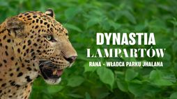 Dynastia lampartów. Rana - władca Parku Jhalana.