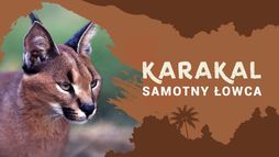 Karakal. Samotny łowca