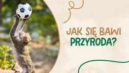 Jak się bawi przyroda?