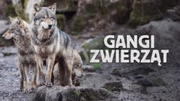 Gangi zwierząt