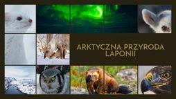 Arktyczna przyroda Laponii