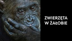 Zwierzęta w żałobie