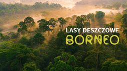 Lasy deszczowe Borneo
