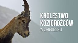 Królestwo koziorożców w zagrożeniu