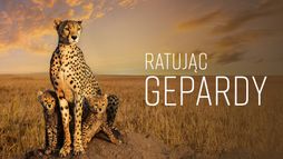 Ratując gepardy