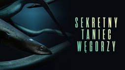 Sekretny taniec węgorzy