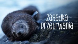Zagadka przetrwania