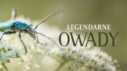 Legendarne owady