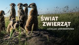 Świat zwierząt - zaskakujące pokrewieństwa
