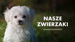 Nasze zwierzaki