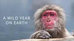 A Wild Year on Earth