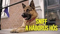Sniff, a háborús hős