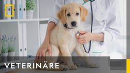 TIERÄRZTE