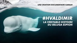 #Hvaldimir - la véritable histoire du béluga espion