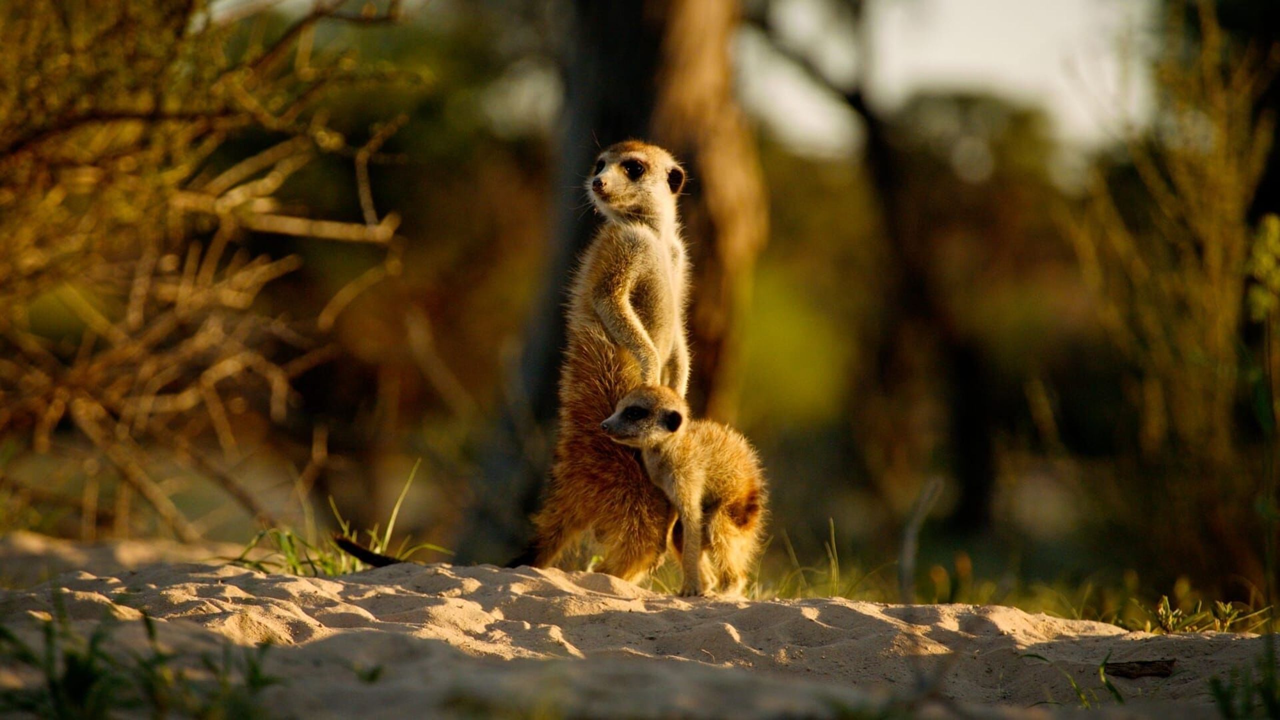 Kalahari L Autre Loi De La Jungle Replay
