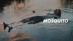 Mosquito