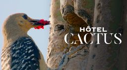 Hôtel Cactus