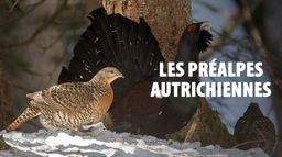 Au coeur des Préalpes autrichiennes : Le massif Mort