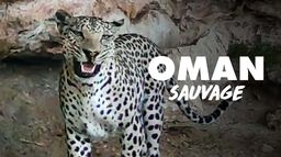 Oman sauvage : Léopards et tortues marines