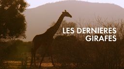 Les dernières girafes