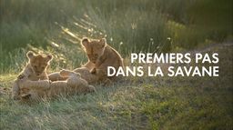 Premiers pas dans la savane