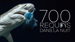 700 requins dans la nuit